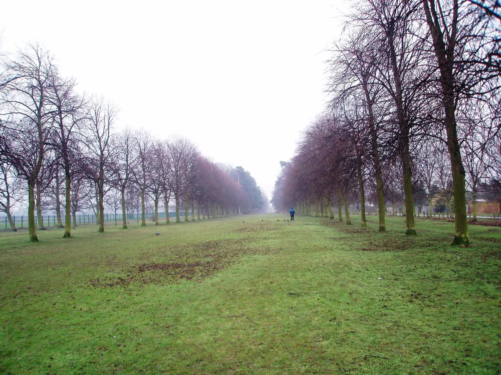 Avenue of trees in Acklam, near Acklam Hall, Middlesbrough